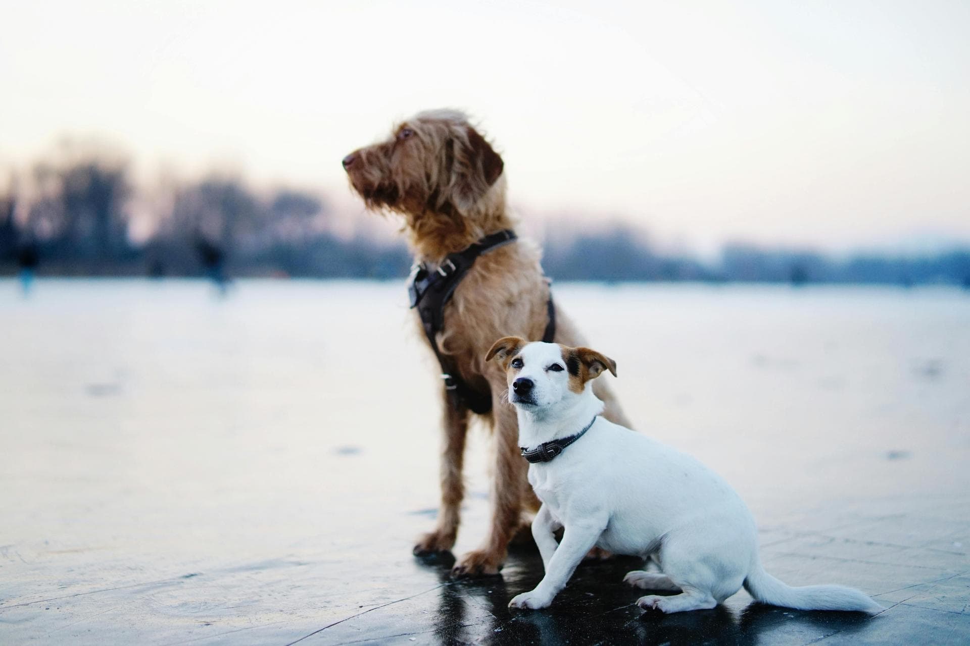 Specialist Vets in St. George