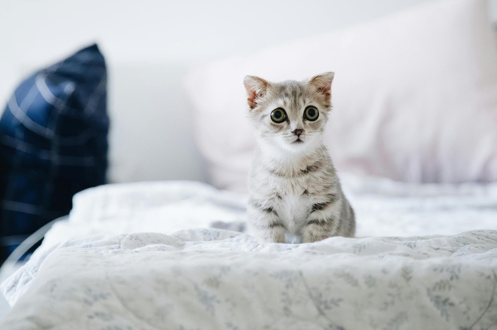 Specialist Vets in St. George